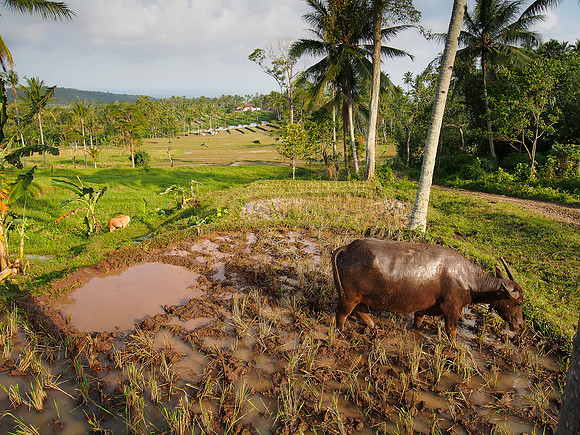 Java - Rice fields