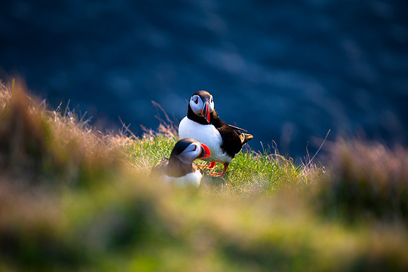 Puffin- Gásadalur