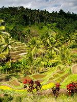 Bali - Tegallalang