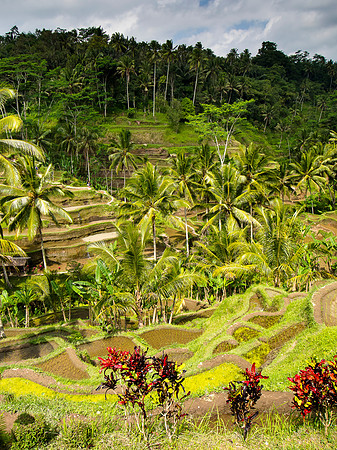 Bali - Tegallalang