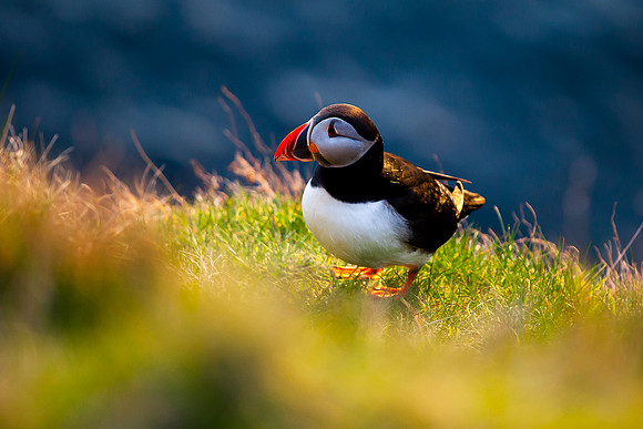 Puffin- Gásadalur
