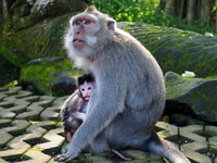 Ubud - Monkey forest