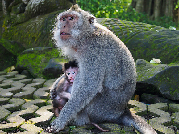 Ubud - Monkey forest