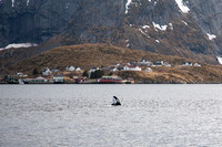 Killer whales - Hamnoy