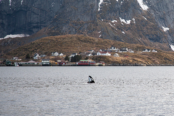 Killer whales - Hamnoy