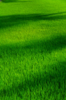 Rice field