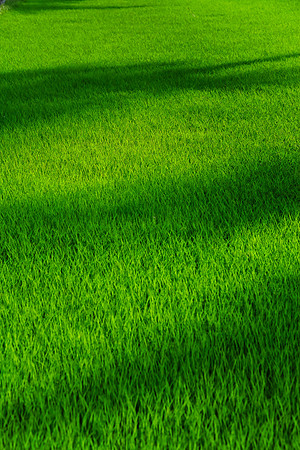 Rice field