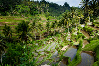 Bali - Tegallalang