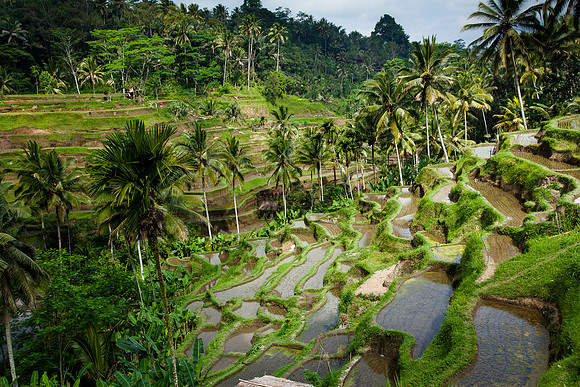 Bali - Tegallalang