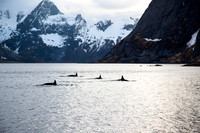 Killer Whales - Hamnoy - Lofoten