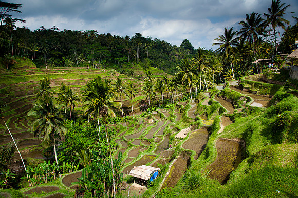 Bali - Tegallalang