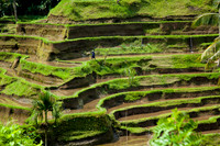 Bali - Tegallalang