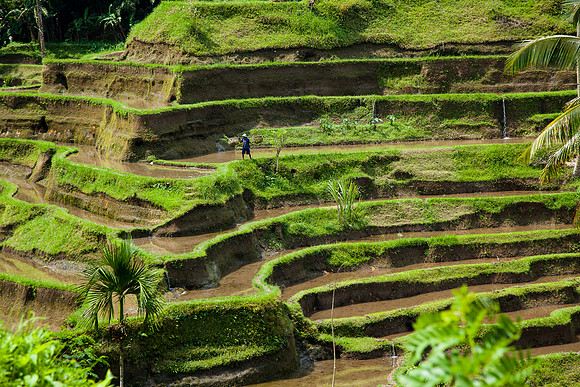 Bali - Tegallalang